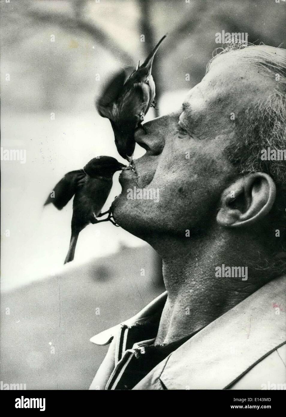 Apr. 04, 2012 - Strictly For the Birds: On his way from work each evening, this bird lover feeds the sparrow as he walks through a park in Willenhall, Staffordshire. He has become so friendly with the birds that they even take crumbs from his mouth. Stock Photo