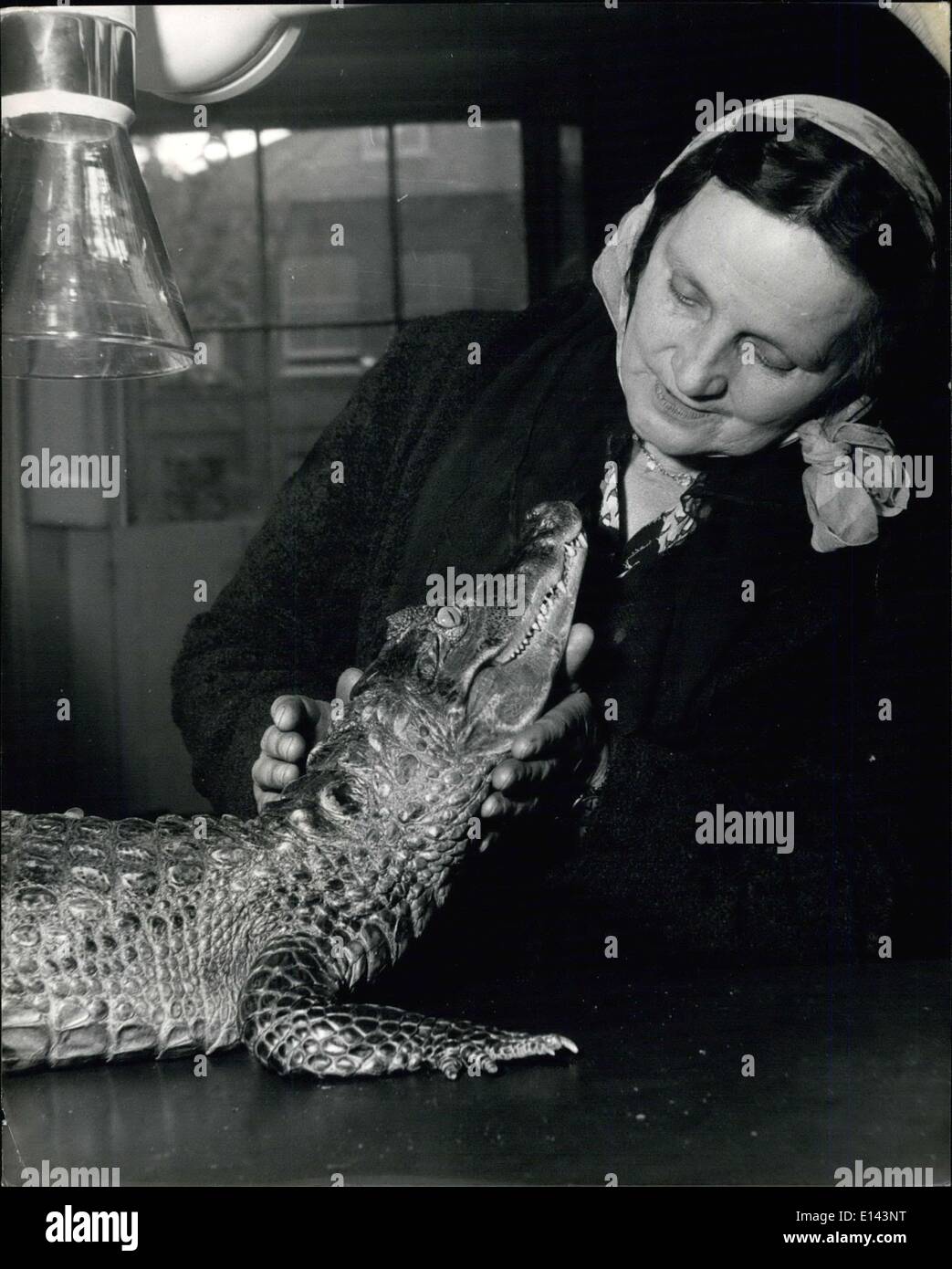 Apr. 04, 2012 - Can an Alligator smile or look appealing?: Miss G. Roberts, ''Peggy's'' Mistress, fondle her strange pet after he has quietly submitted to an X-ray being taken to try and discover why her has been off his food for six months. Stock Photo