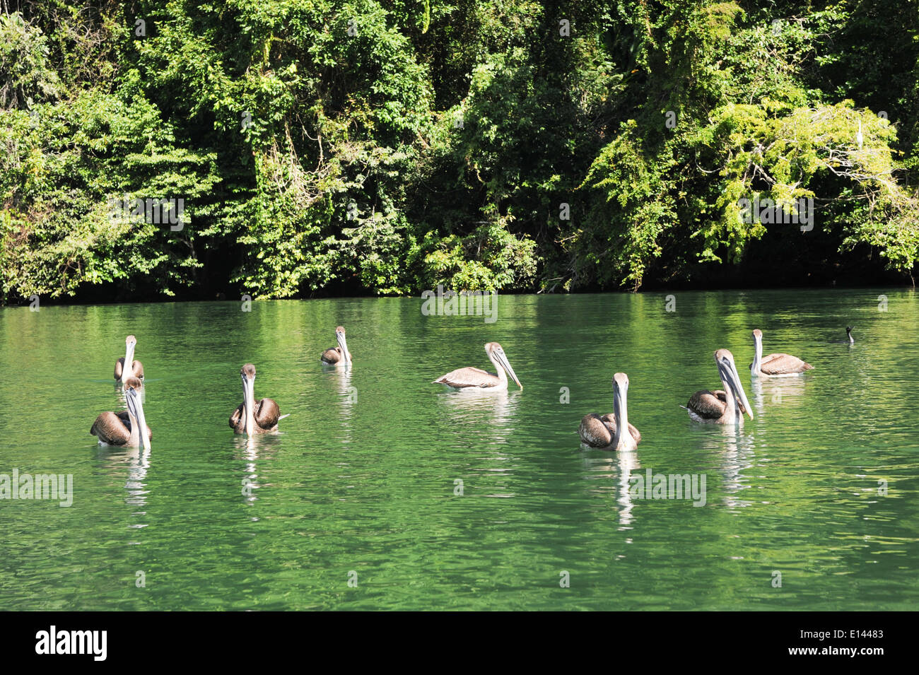 Pelicans on river Dulce near Livingston on Guatemala Stock Photo