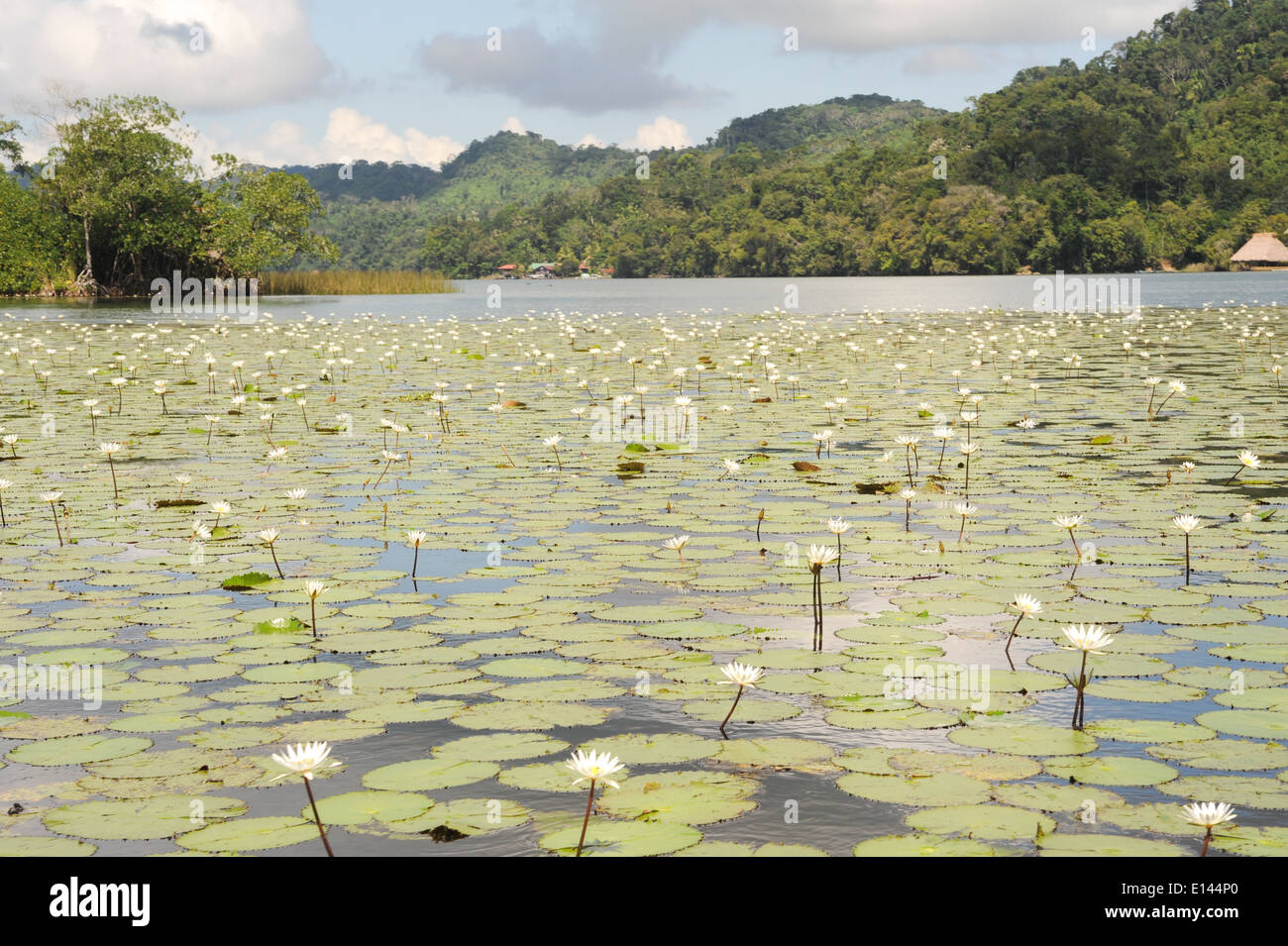 Aquatic flowers at isla de las flores on river Dulce near Livingston on Guatemala Stock Photo