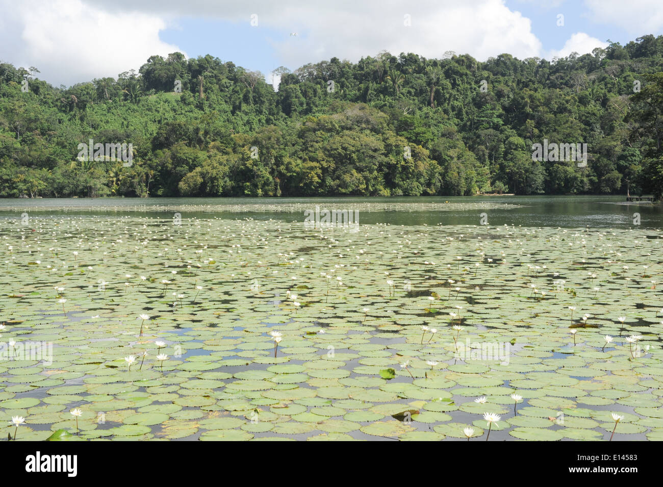 Aquatic flowers at isla de las flores on river Dulce near Livingston on Guatemala Stock Photo