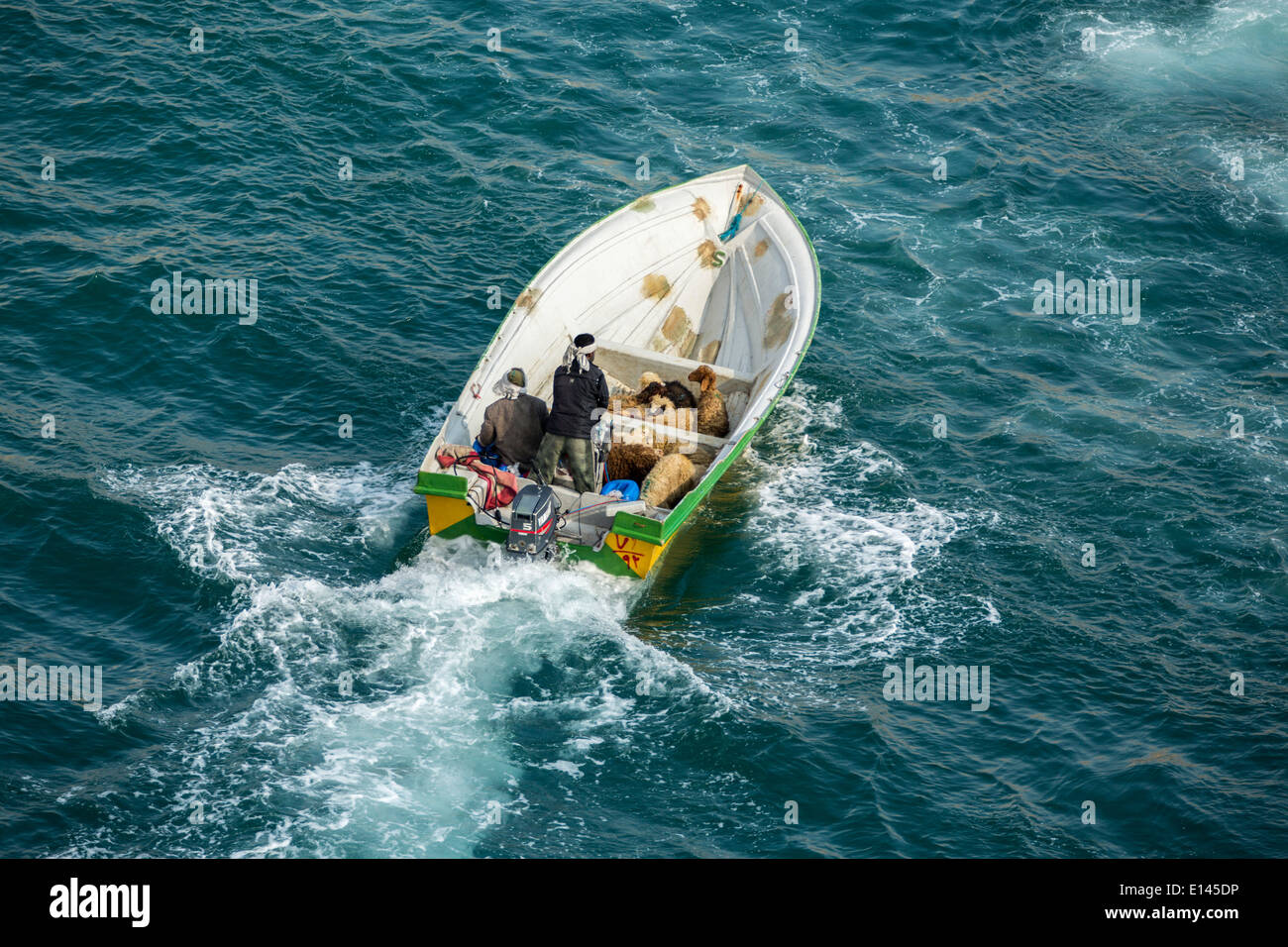 Oman, Khasab, Harbor, Iranian smugglers bringing sheep to Oman and luxury goods back to Iran with small boats Stock Photo