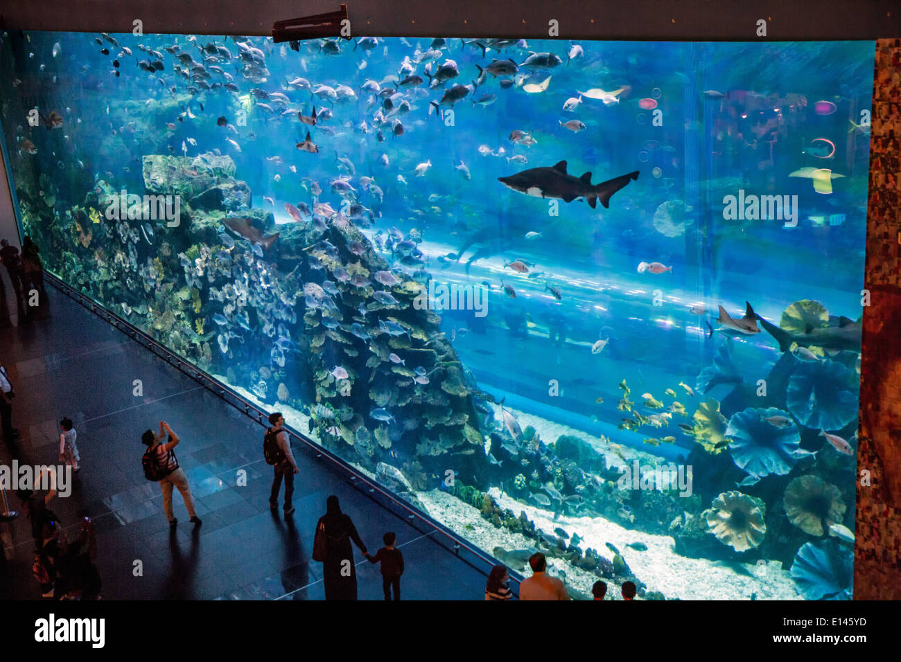 United Arab Emirates, Dubai, Aquarium in Dubai Mall. Stock Photo