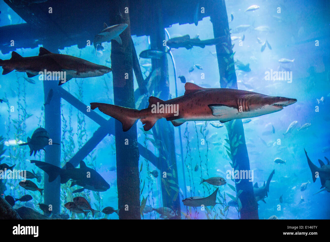 United Arab Emirates, Dubai, Aquarium in Dubai Mall Stock Photo