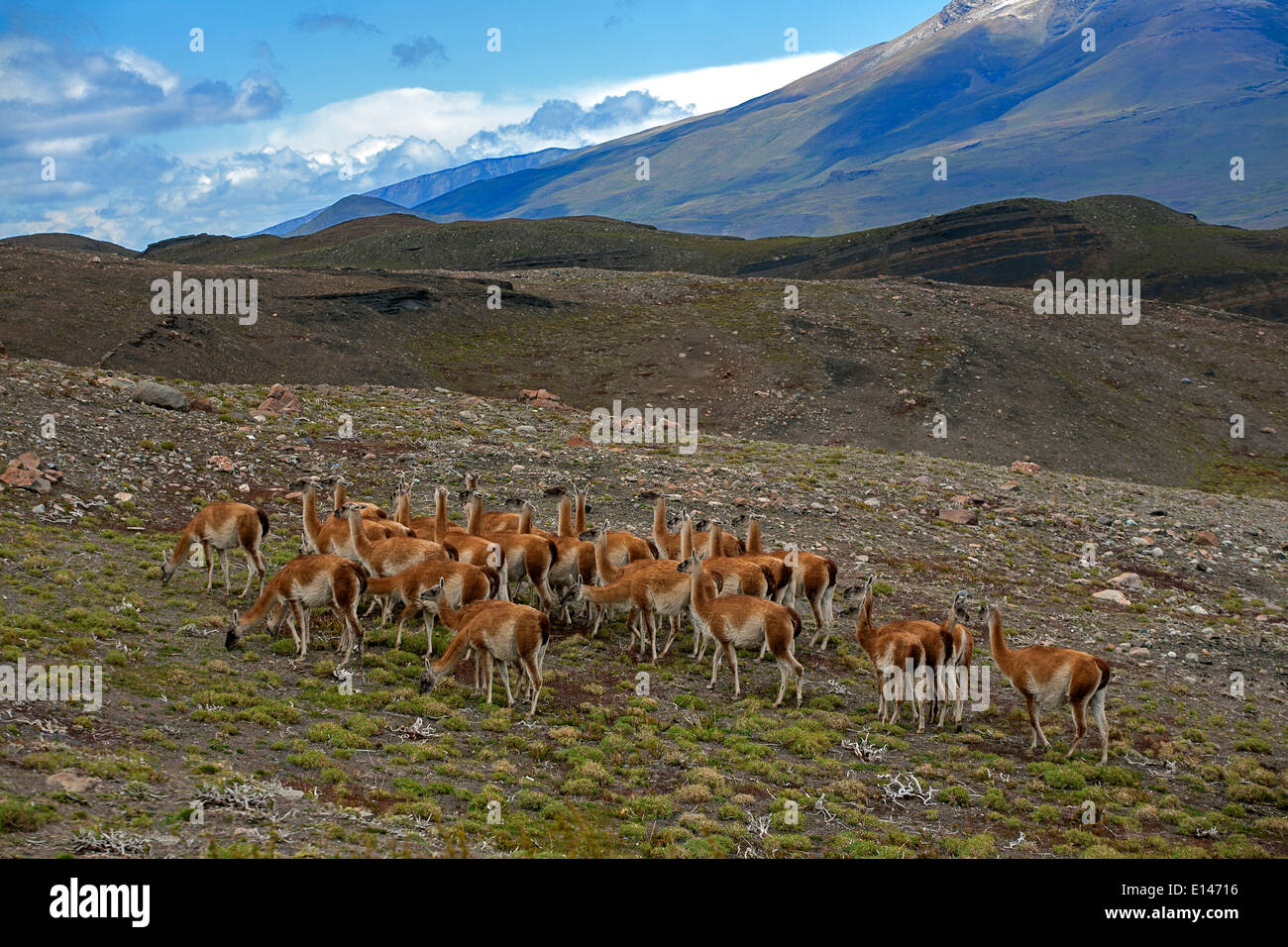 Herd of guanacos (Lama guanicoe). Torres del Paine National Park. Patagonia. Chile Stock Photo