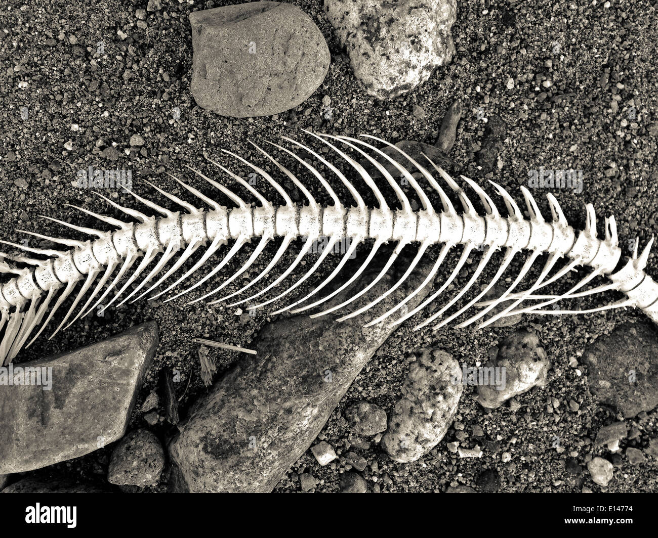 Fish bones on rocky beach Stock Photo