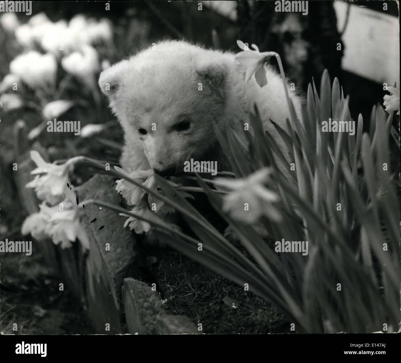 Apr. 16, 2012 - Life is a picnic for this baby bear: :ofe for the Bossagani family of Gatley, Cheshire, has taken on new dimensions since Winnie has come to live with them. For 14 week old Winnie is a polar bear cub, who was rejected by her mother at the Bella Vue Zoo, Manchester, so entering manager Peter Basagani took her home after she spent several days in a premature baby incubator. The family has previously mothered rejected tiger cubs, but for attractive Mrs. Lesley Bosagani Winnie is a real challenge. She's being lookied after like a baby and she can be quite demanding Stock Photo