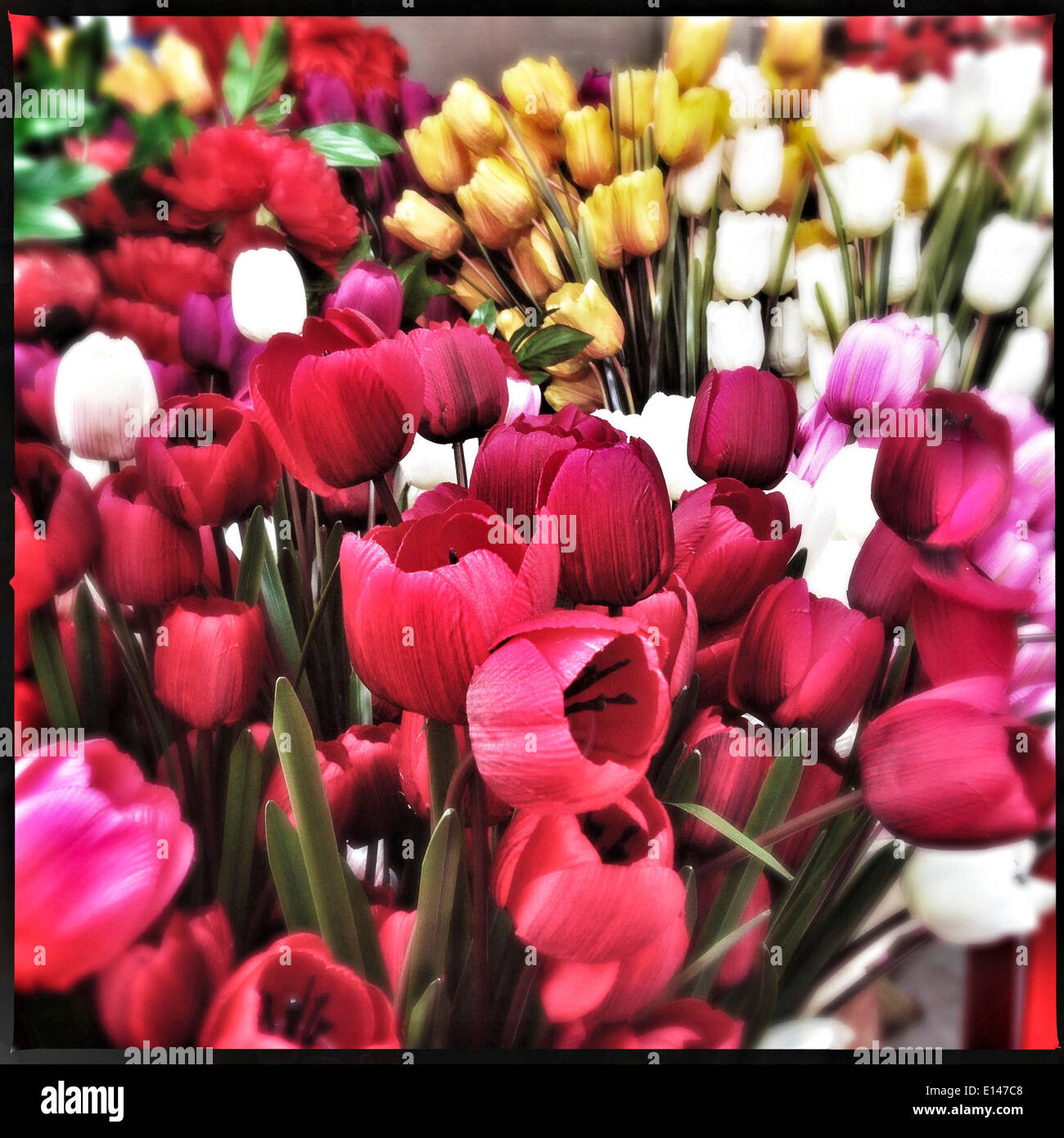Bunches of tulip flowers for sale - Smartphone Captured Stock Image