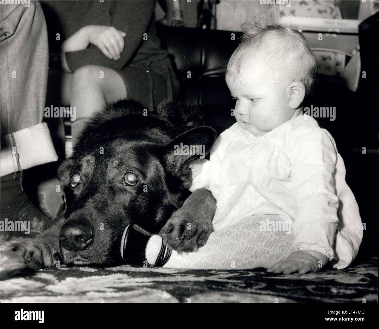 Apr. 17, 2012 - Kitty is happy with any animal her favorite pet after the elephant is the family alsatian. Stock Photo