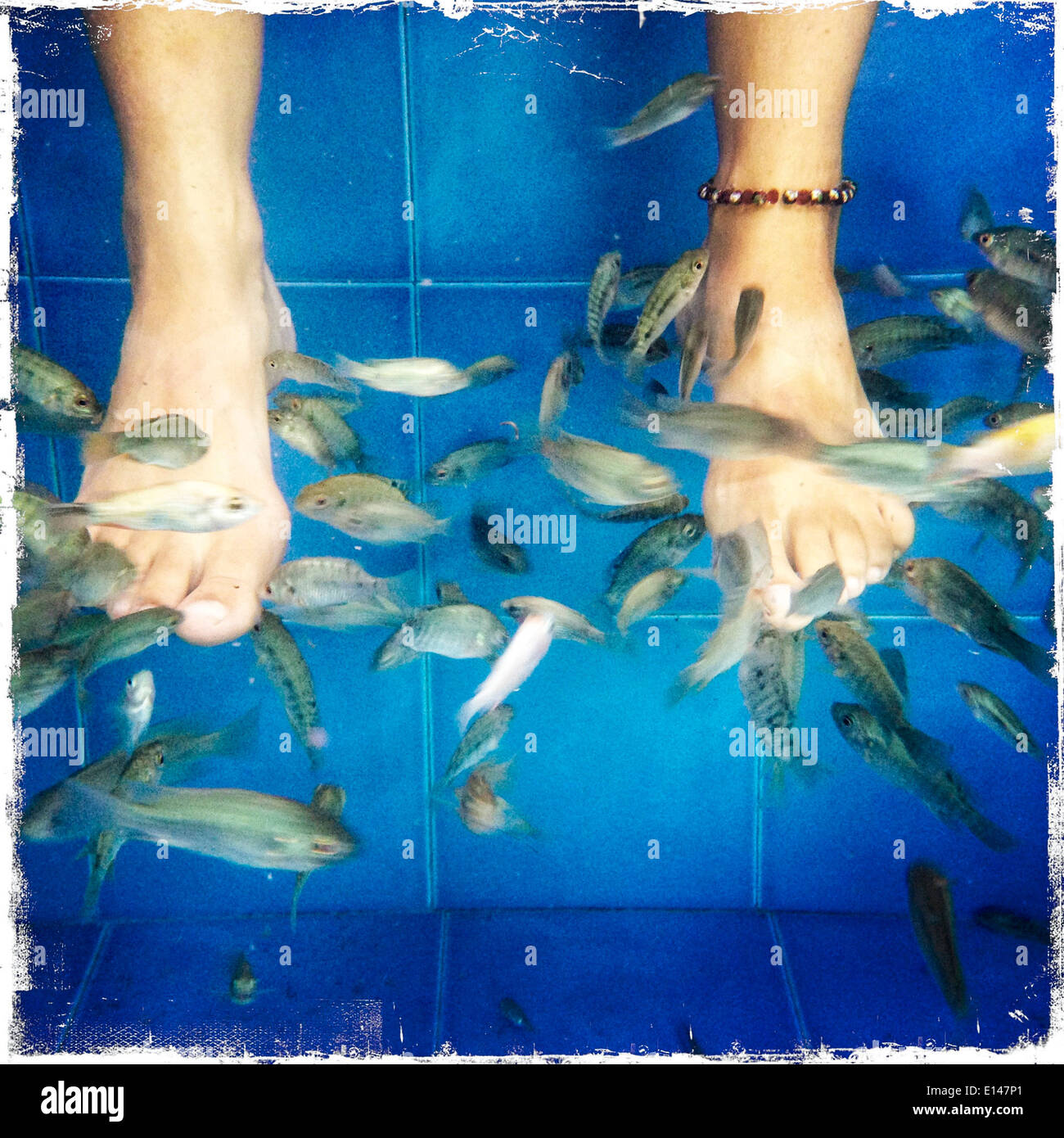 Caucasian woman's feet being picked at by tiny fish - Smartphone Captured Stock Image