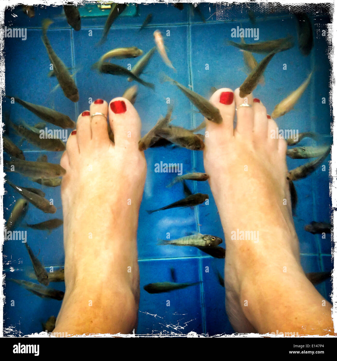 Caucasian woman's feet being picked at by tiny fish - Smartphone Captured Stock Image