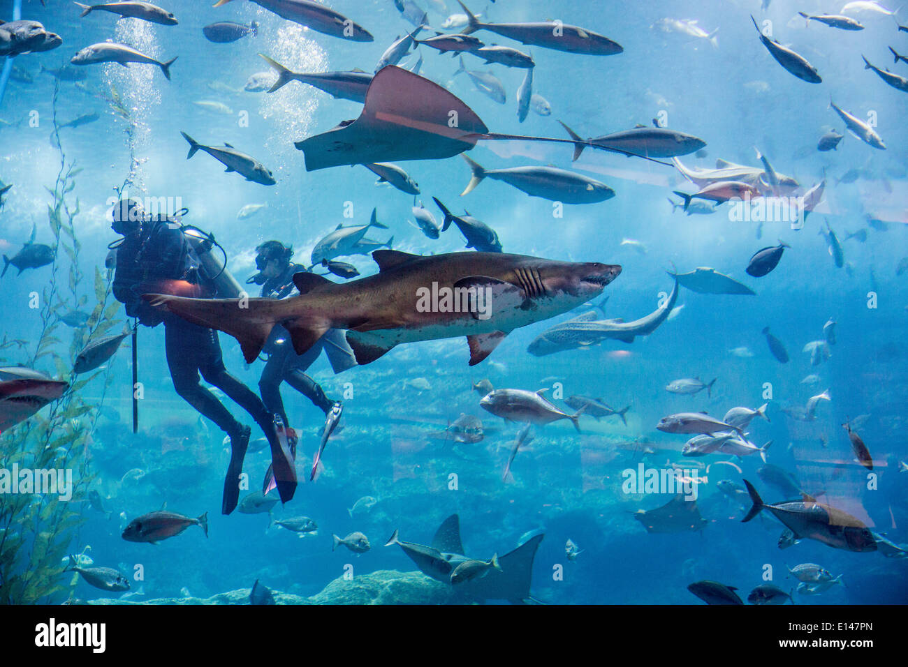United Arab Emirates, Dubai, Aquarium in Dubai Mall. Scuba diving. Stock Photo