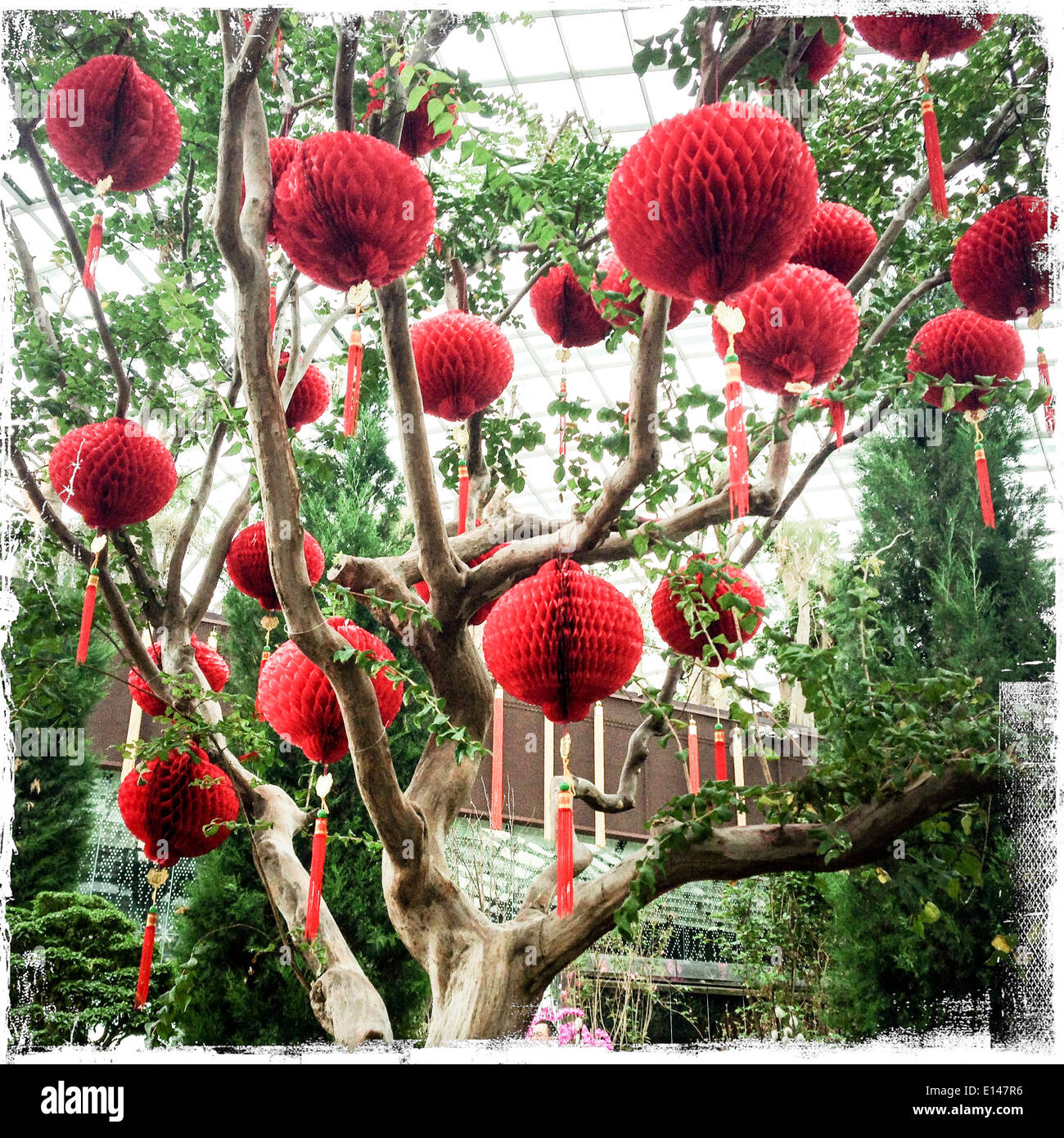 Chinese New Year paper lanterns hanging from tree Stock Photo Alamy