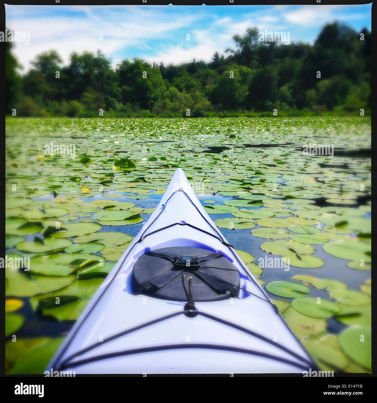 Kayak floating in lake of lily pads - Smartphone Captured Stock Image