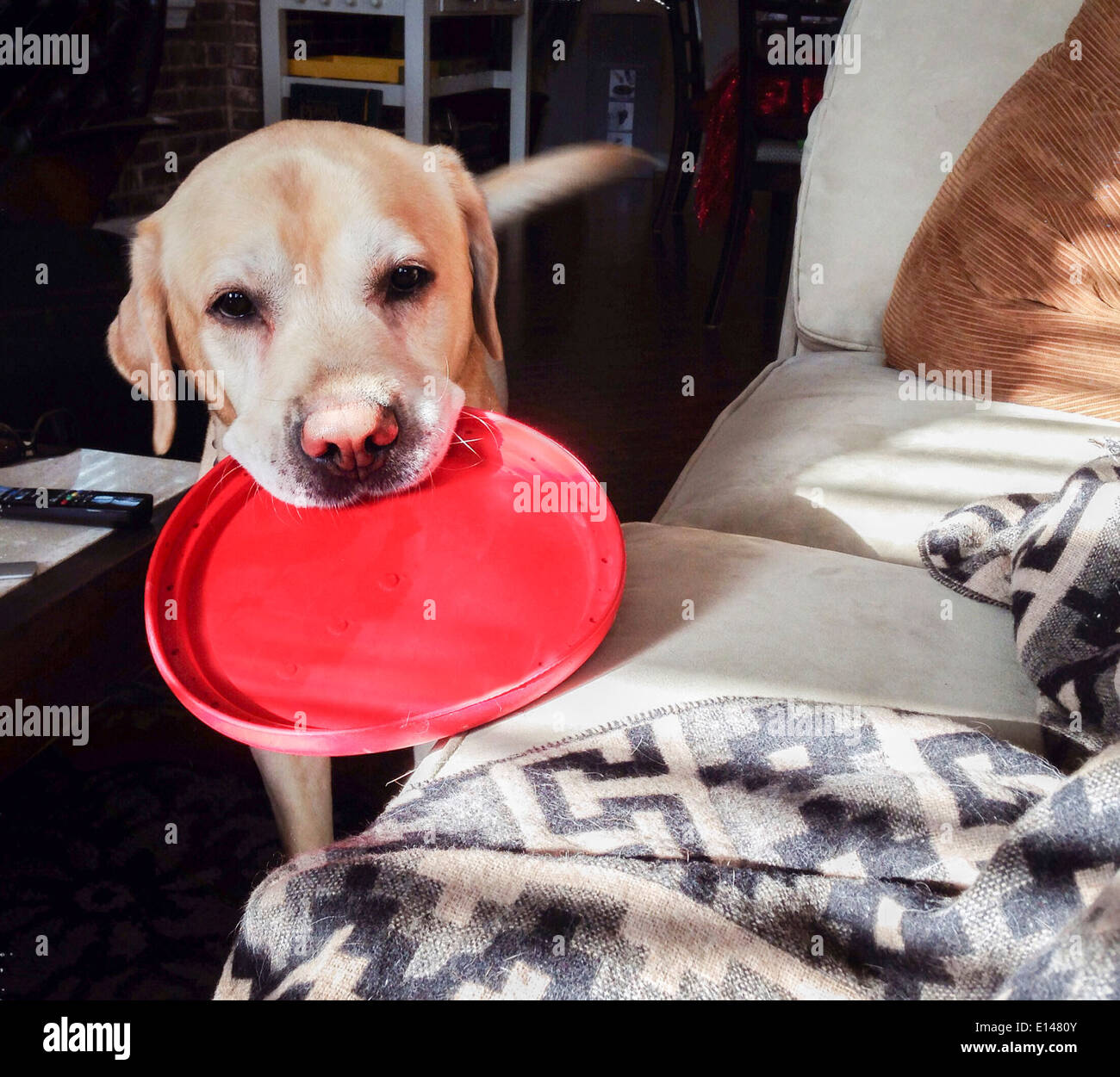 Dog holding plastic disc in living room - Smartphone Captured Stock Image