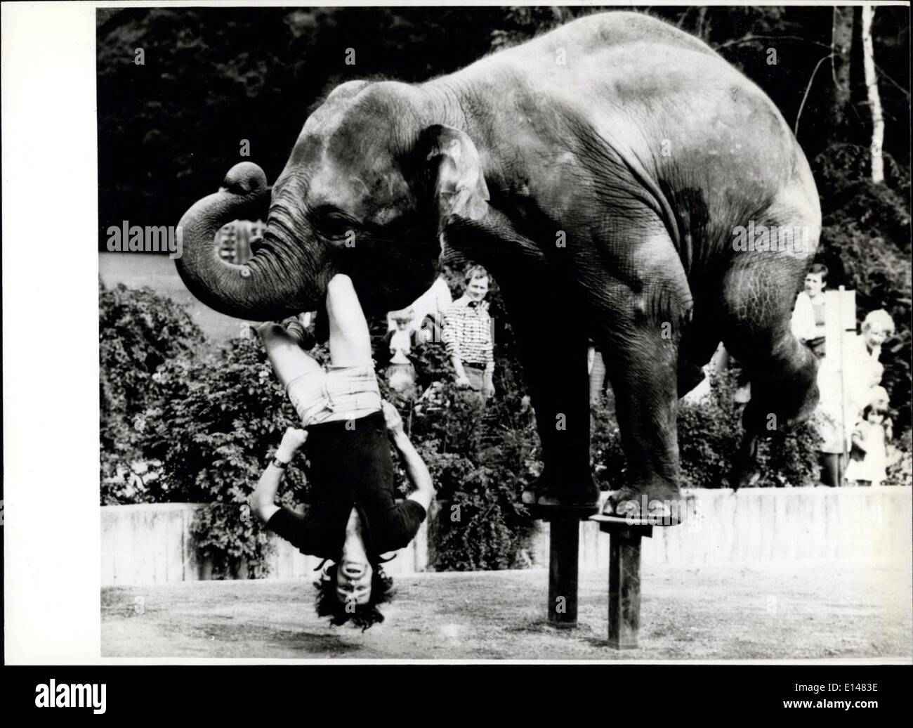 Apr. 17, 2012 - ''Artists'': Are the elephants of the zoo of Krefeld/ West germany. The 8 year old female elephant ''Rhena'' takes its keeper Wolfgang Nahrung (Wolfgang Nahrung) at his leg and lift him; and additional to this ''Rhena'' is making a ''handstand too (as to see here)! after of applause by the spectators, of course ''Rhena'' rewarded by the proud keeper. Stock Photo