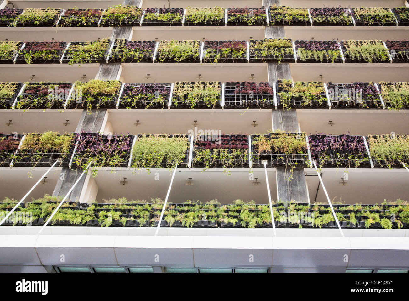 United Arab Emirates, Dubai, Plants on wall of apartment building Stock