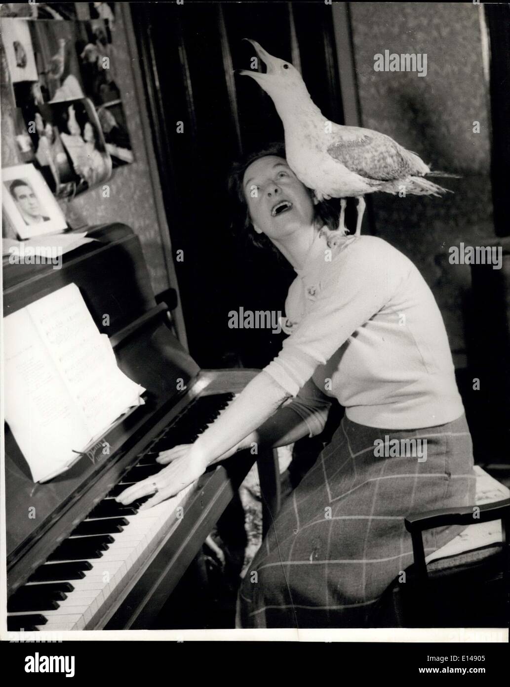 Apr. 17, 2012 - Peter is a musically minded seagull and when Mrs. Thorner plays the piano he sits on her shoulder and warbles. Stock Photo