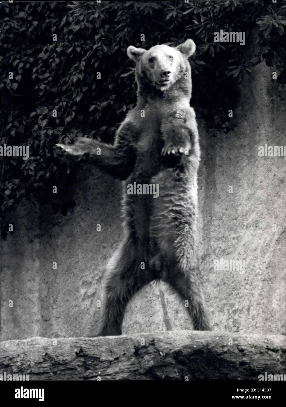 Apr. 17, 2012 - The time in Rome is now very cold and the animals that live in the Zoo ract in different manners as their different aptitudes that they have inherited by their ancestors. Photo shows give, give me the foods, asks the brown bear. Stock Photo