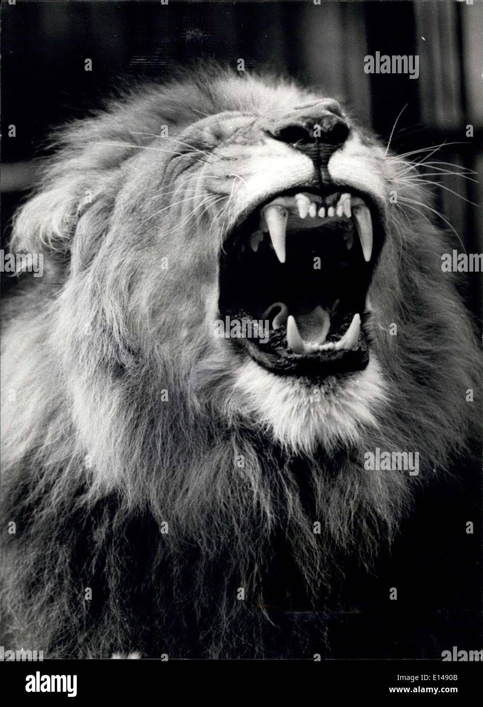 Apr. 17, 2012 The gaping jaws of SinghThe Lion Photo shows