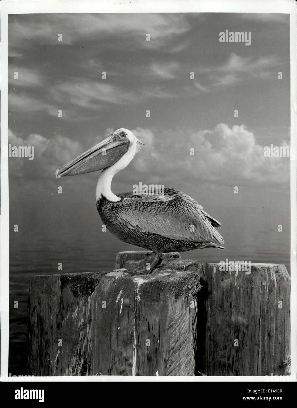 Apr. 17, 2012 - To those who say birds are the most elegant and beautiful of nature's menagerie, Florida's pelican provide an amusing rebuttal. Short on good looks, but long on personality, these shameless beggars dot the piers of Florida's coastal areas where they daily cajole small fish from patronizing fishermen and visitors.If every creature on this earth indeed fulfills a purpose.most pelican-watchers would readily concede that this comic waterfront scavenger was born to make people laugh again like children. Stock Photo
