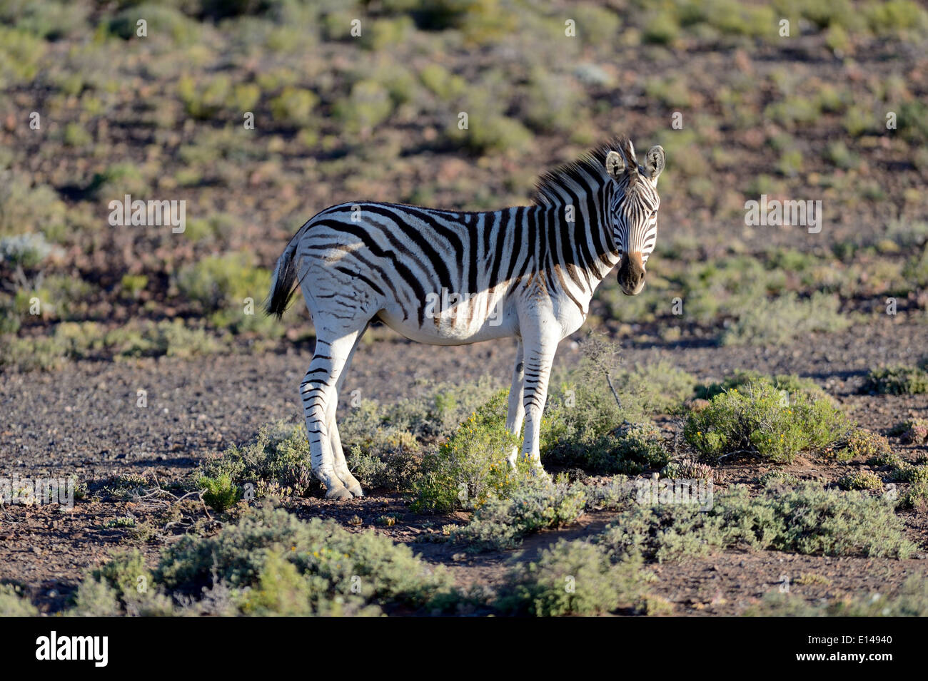 A photo of a zebra in its natural habitat Stock Photo Alamy