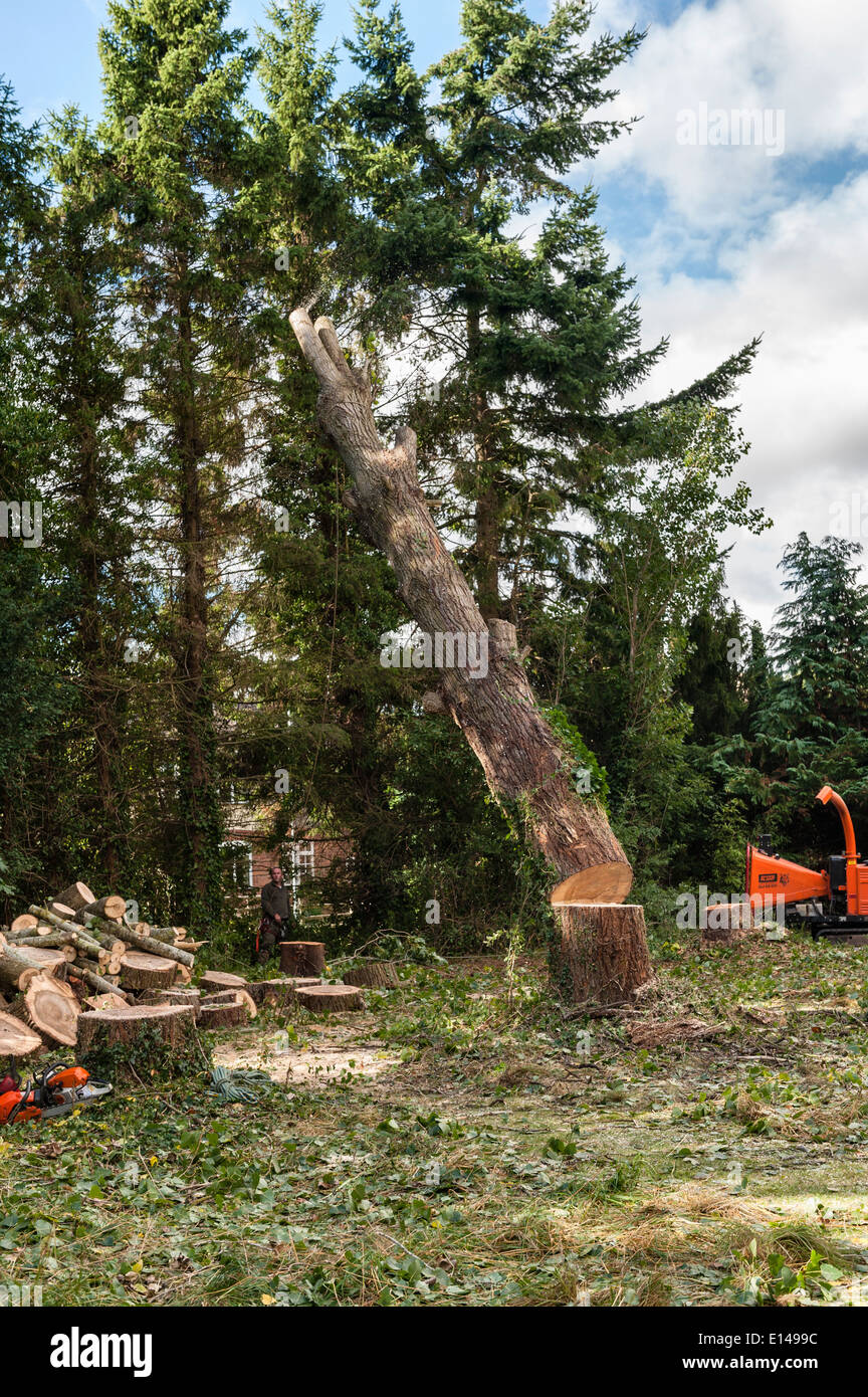 A tree surgeon (arborist) at work felling a tall poplar tree in a garden, UK Stock Photo