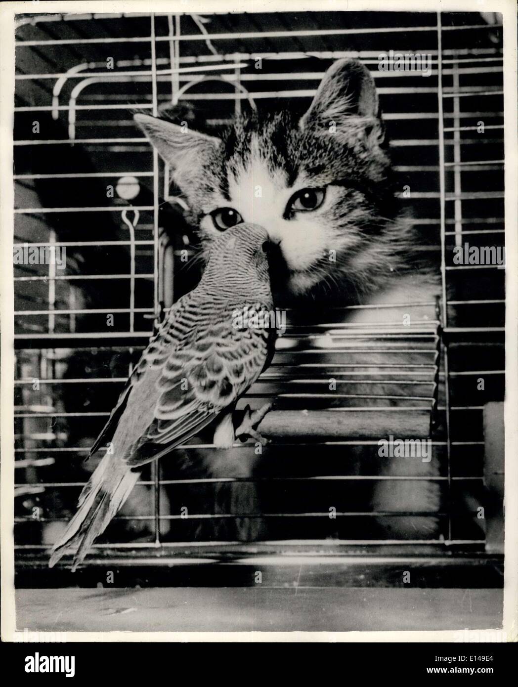 Apr. 17, 2012 - Hey You - come out of there! The cat and the budgie: Not the slightest bit scared of the Big Bad Cat the Budgerigar appears to be telling the latter to get out of his home. Really the cat and the budgie traditionally deadliest enemies are the greatest of pals. They belong to a household in Munich Germany. Stock Photo