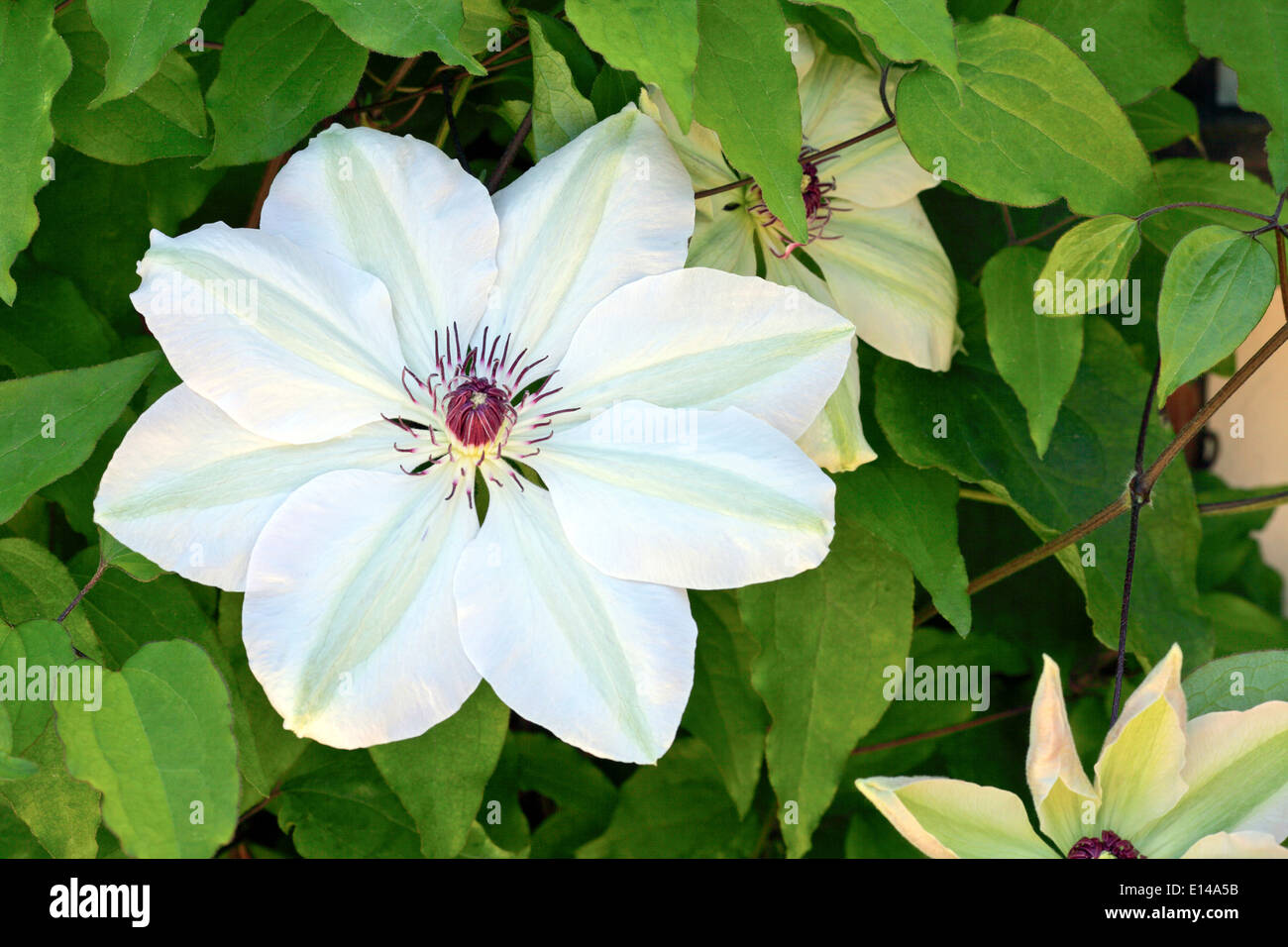 Early summer blooms in the form of a white Clematis (Henryi) which