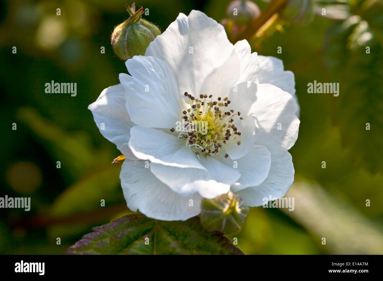 blackberry flower Stock Photo