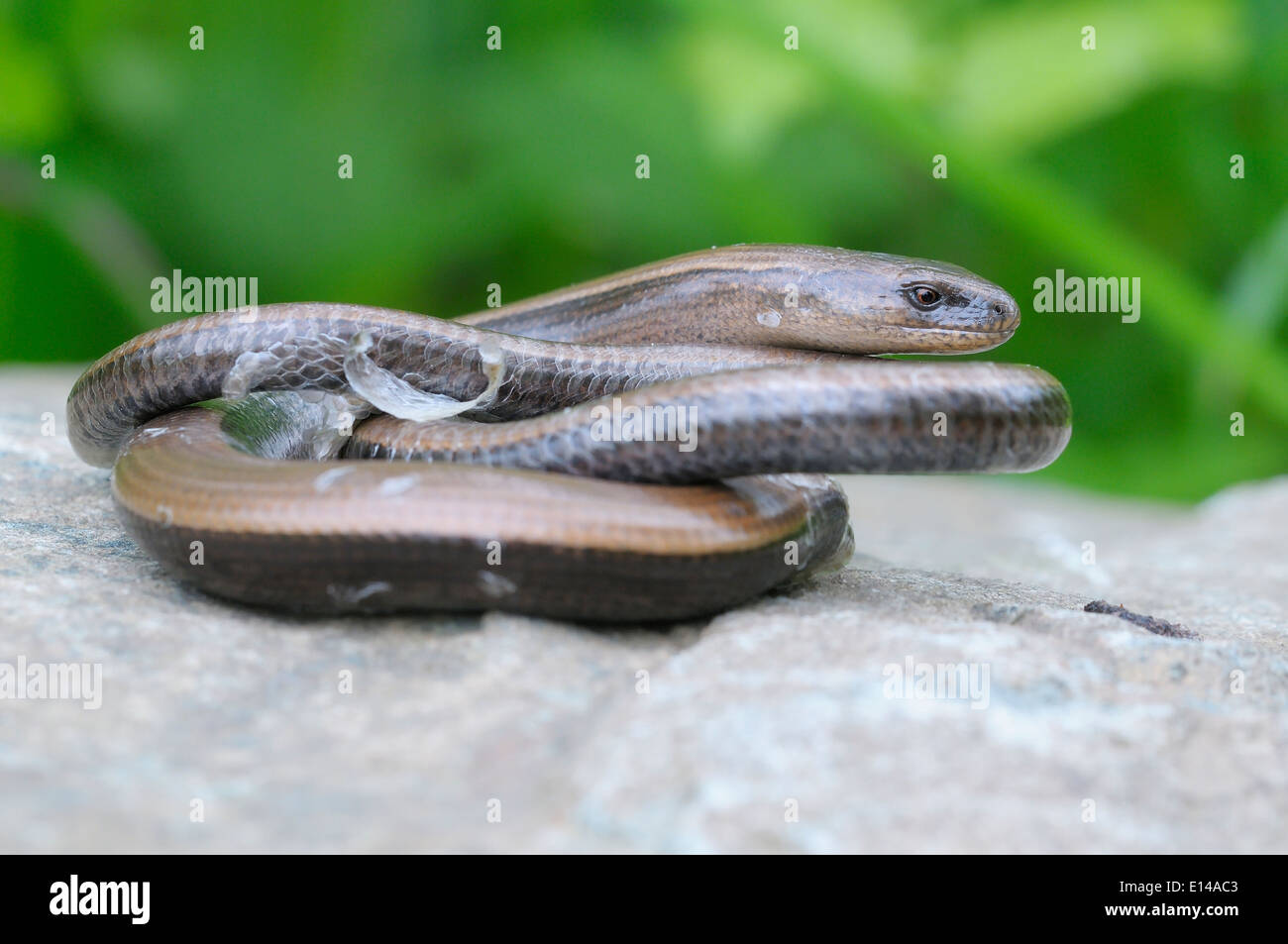 Coiled slow worm Stock Photo