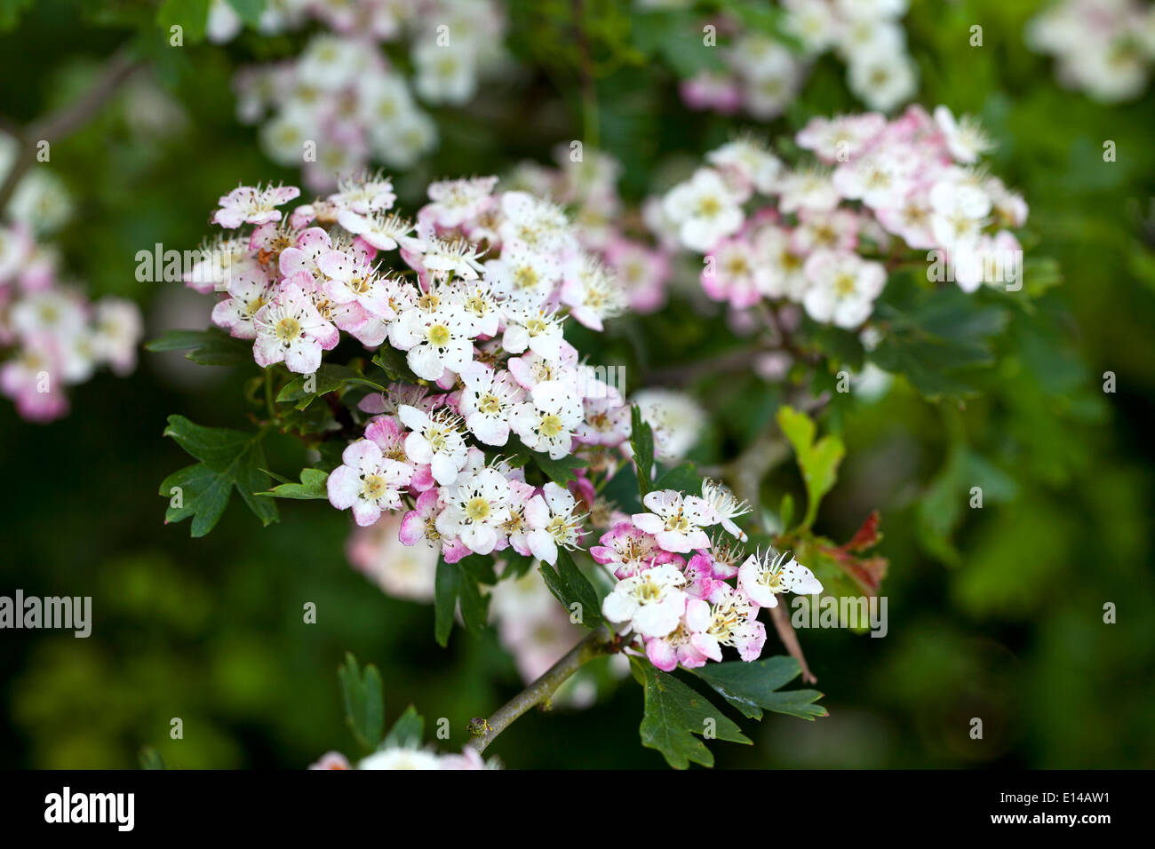 hawthorn blossom Stock Photo