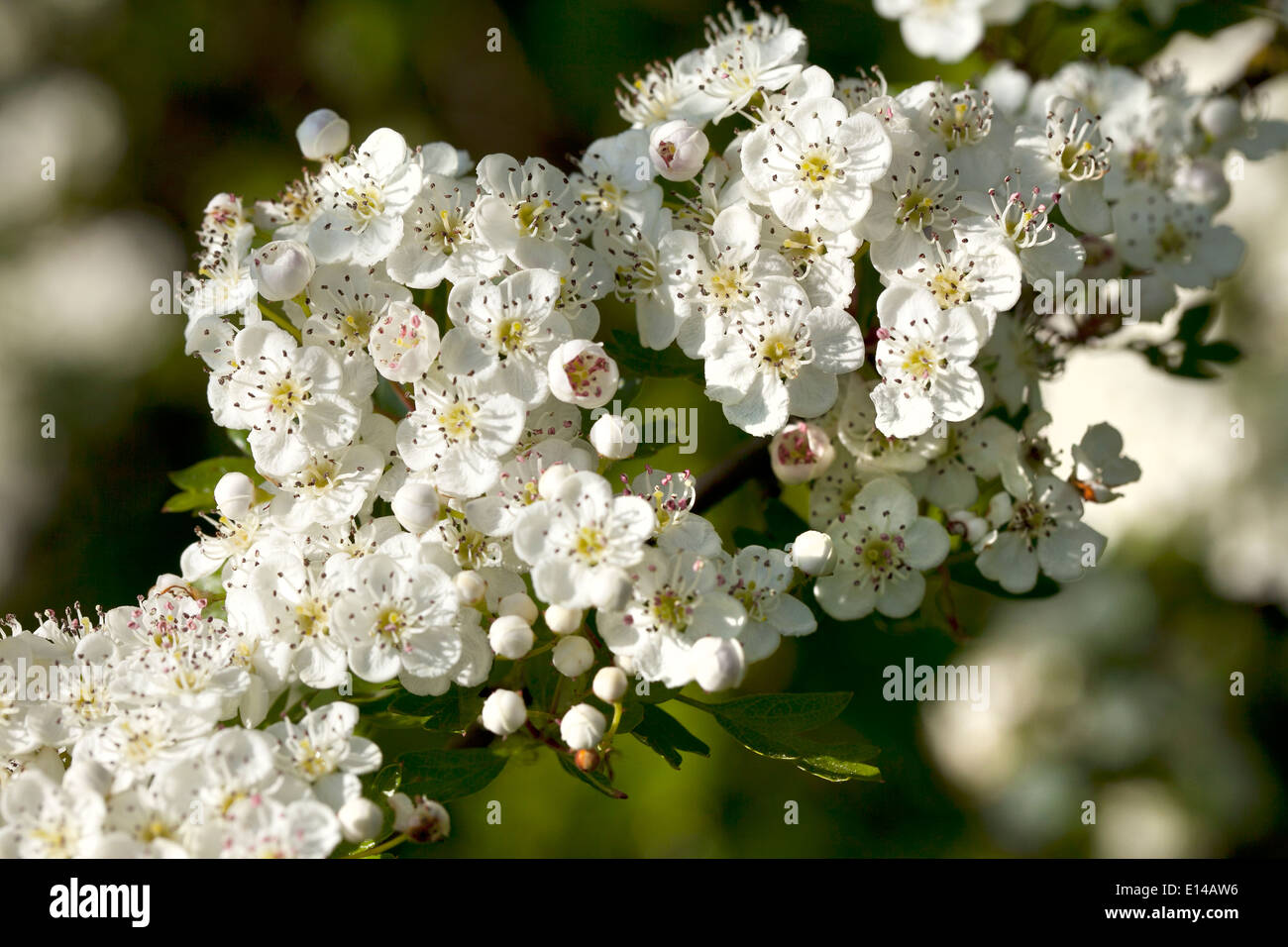 hawthorn blossom Stock Photo