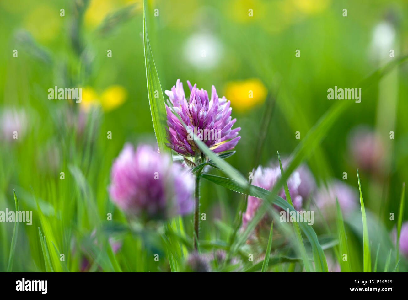 clover Stock Photo