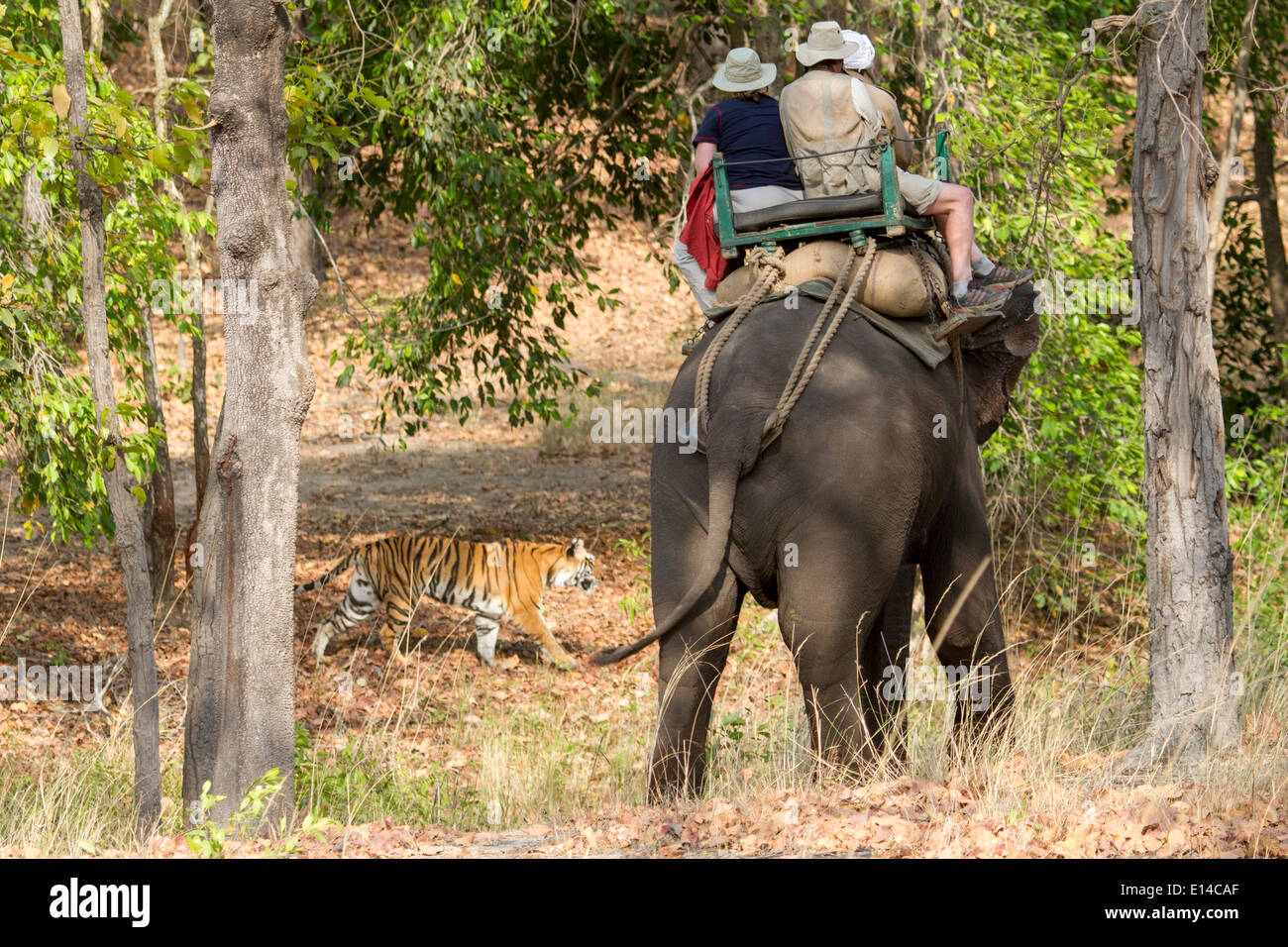Tiger crossing in front of elephant, game viewers watching, Bandhavgarh tiger reserve, India, Asia Stock Photo