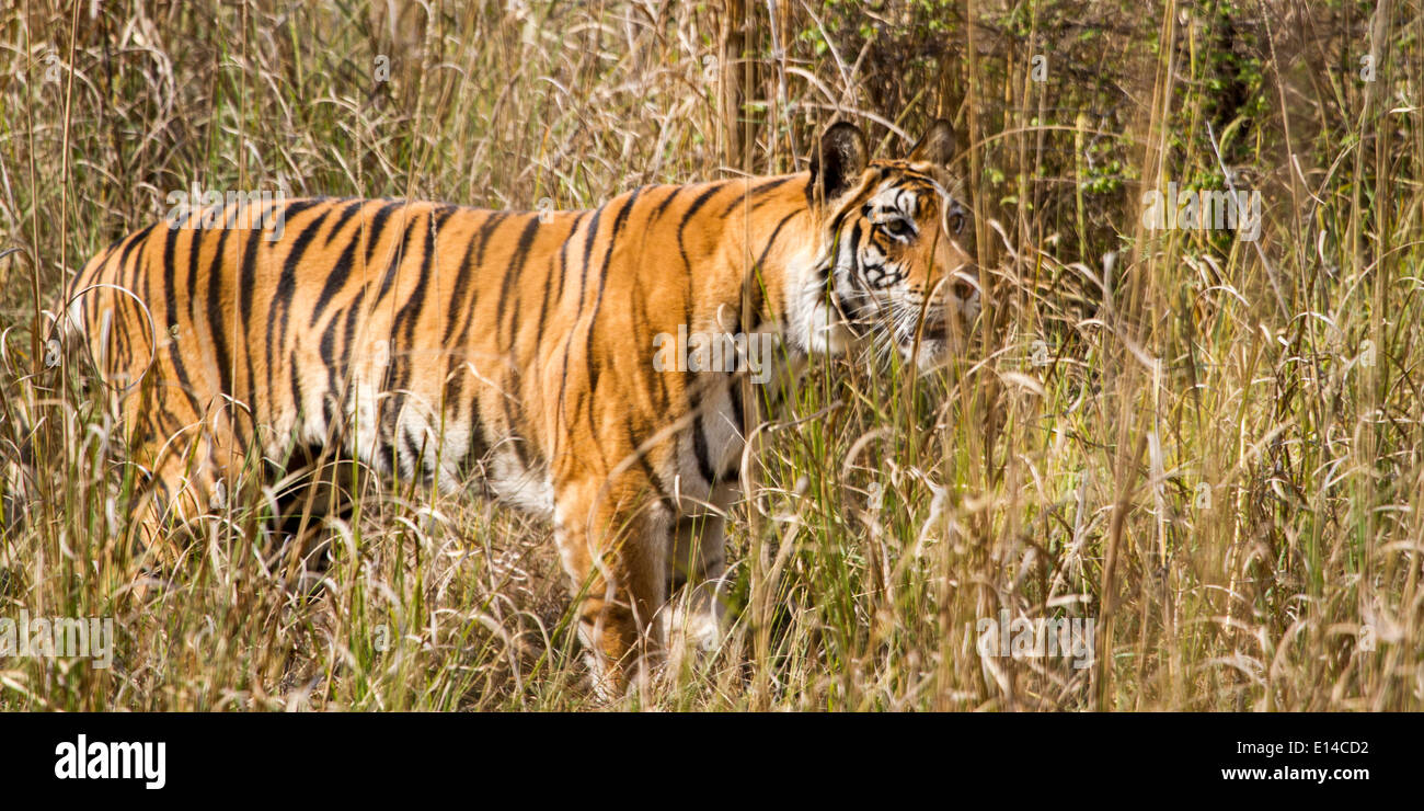 Male tiger hunting, Bandhavgarh tiger reserve, India, Asia Stock Photo