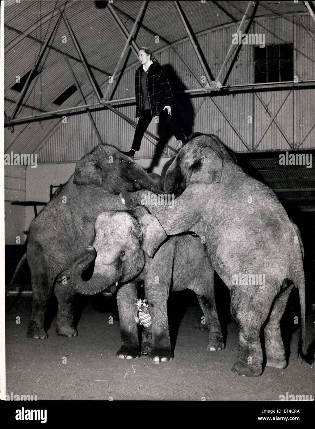 Apr. 17, 2012 - Little Yvonne sands beneath the mighty trio while her mother, who presents the act, stands on two elephantine foreheads. Stock Photo