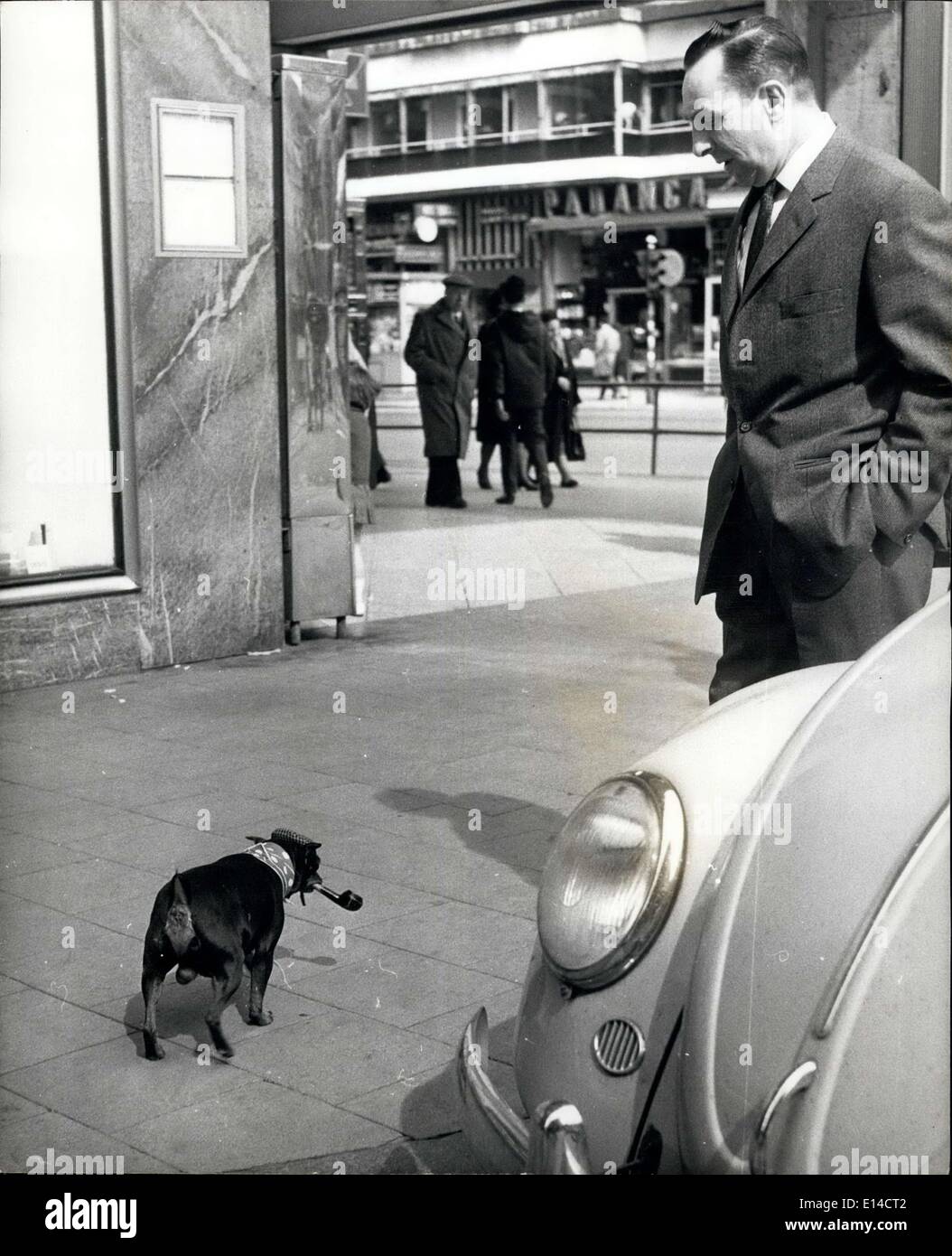 Apr. 17, 2012 - The English Look In Brussels: It may have been something to do with the pro-English feeling, heightened by the Royal Visit, that made this dog take out his pipe - and smoke it. Clad like a true worker - with strong labour leanings - this four-legged citizen of crussles accompanies his master to work every day. Stock Photo