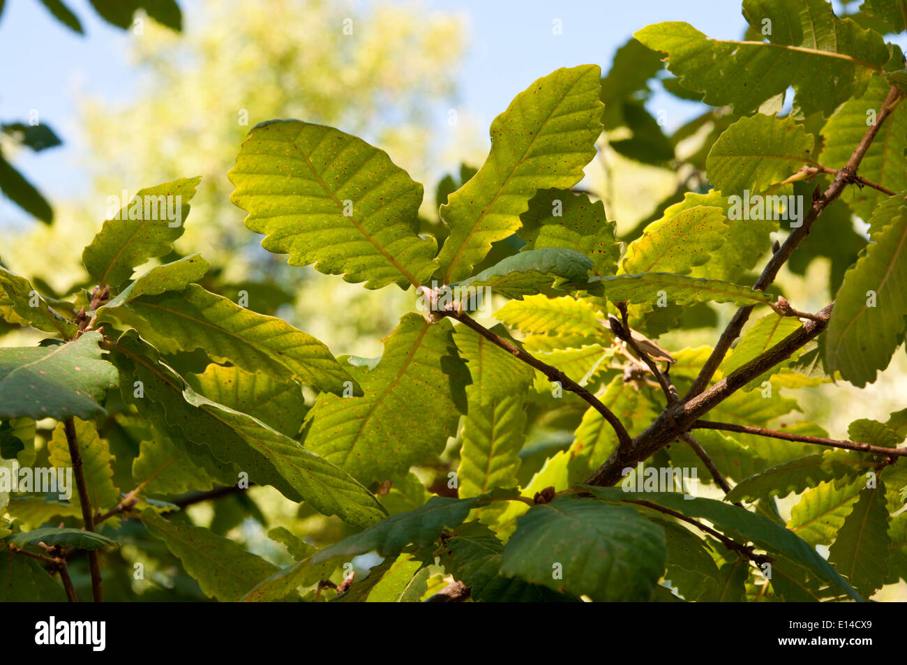Leaves and branches of Algerian Oak, Quercus canariensis. It is native to southern Portugal, Spain, Tunisia, Morocco and Stock Photo