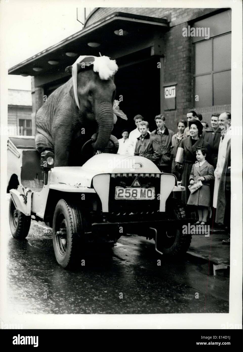 Apr. 17, 2012 - Animals Arrive For Bertram Mills Circus The Elephant Driver: Animals from the Bertram Mills winter quarters at Ascot - arrived by train at Addison Road Station today - for the Bertram Mills Circus, which opens at Olympia on December 20th. Photo shows ''Kam'' a four-year old elephant -amazed onlookers at Olympia today as he drove past at the wheel of a vehicle - and demonstrated his preess as a driver. The elephant drove in second gear. Stock Photo