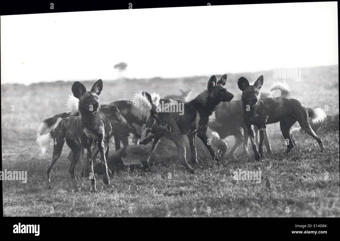 Apr. 17, 2012 - Their Jaws bloody, the Hunting Dogs are disturbed from the enjoyment of their kill. Stock Photo