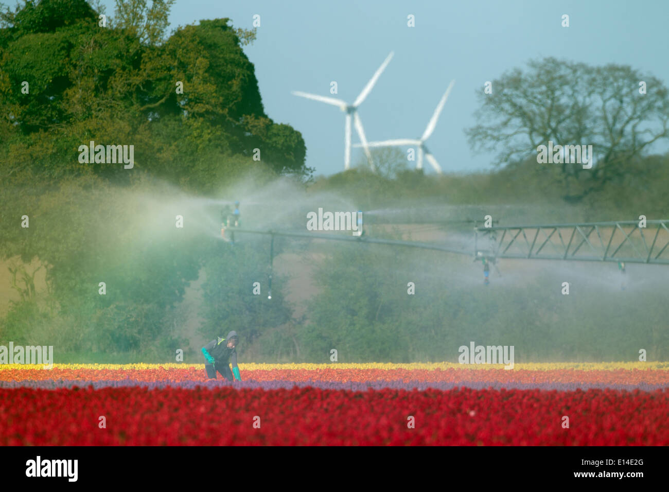 Tulips in flower and Swaffham windfarm in the distance Norfolk Stock Photo