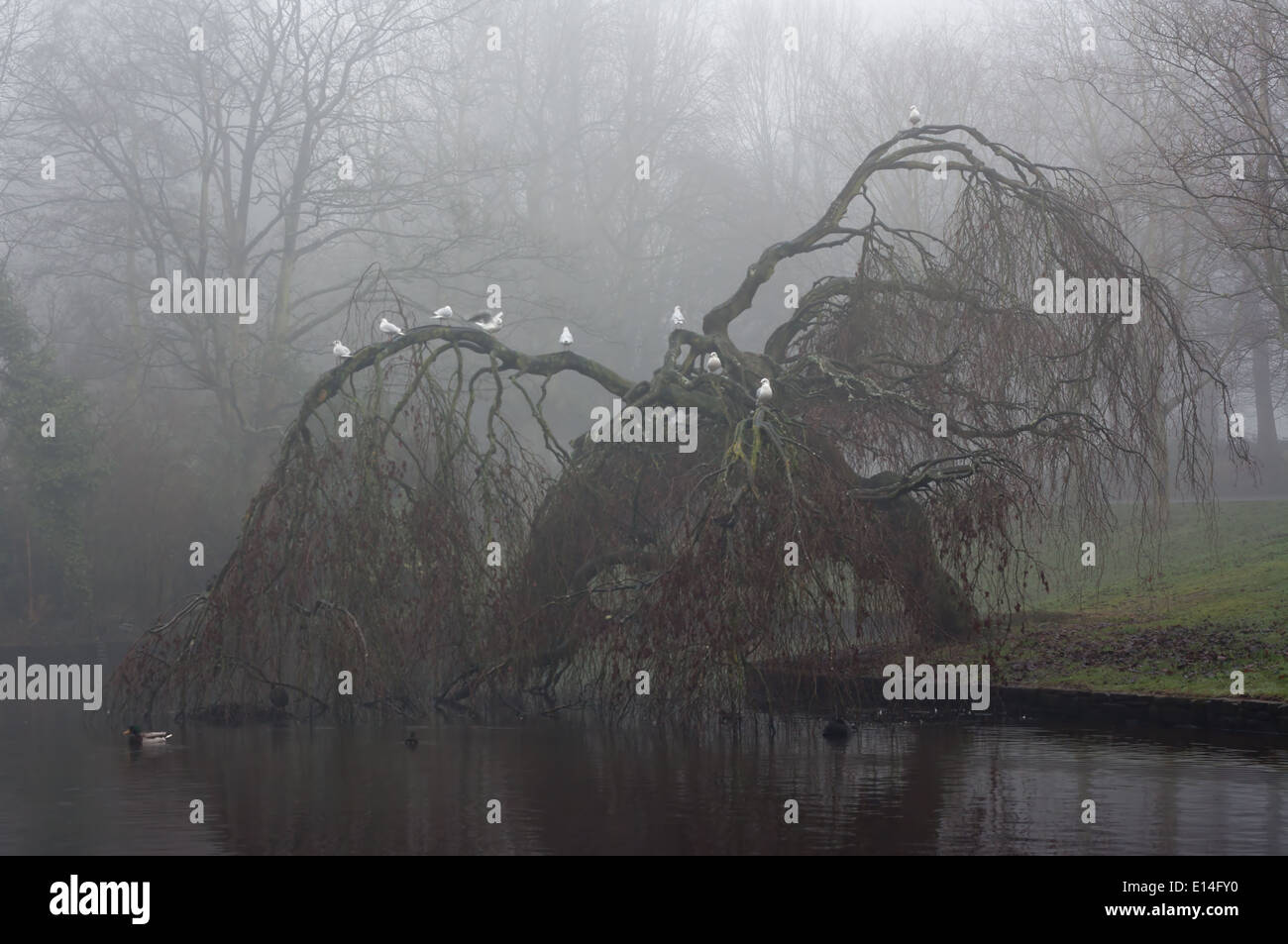 Seagulls perched on an old weeping willow tree on a foggy winters day Stock Photo