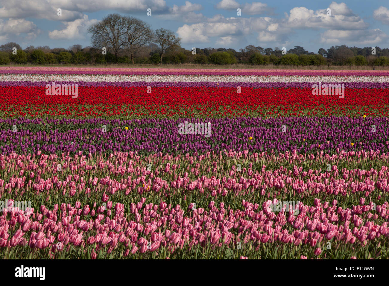 Tulips in flower for supermarket bulb production Swaffham Norfolk Stock Photo