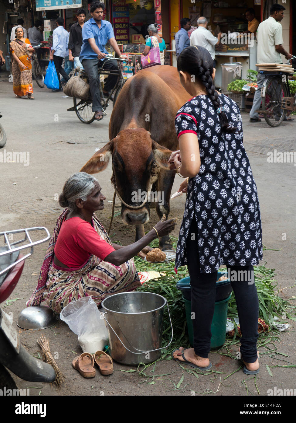India, Mumbai, Fort District, Parsi Bazaar, old woman with cow on street selling milk Stock Photo