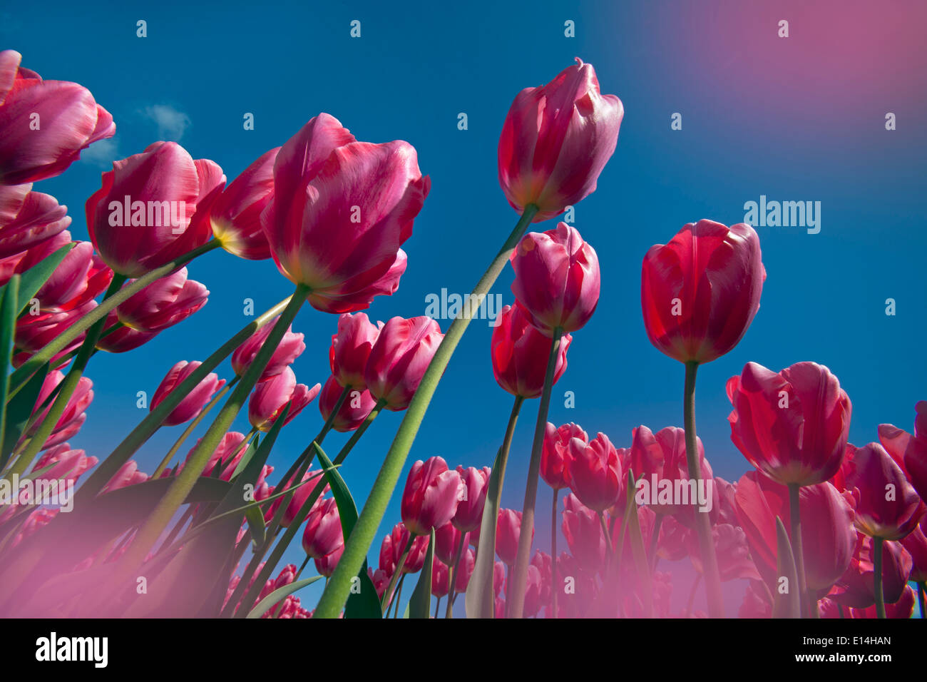 Red tulips in flower Swaffham Norfolk Stock Photo