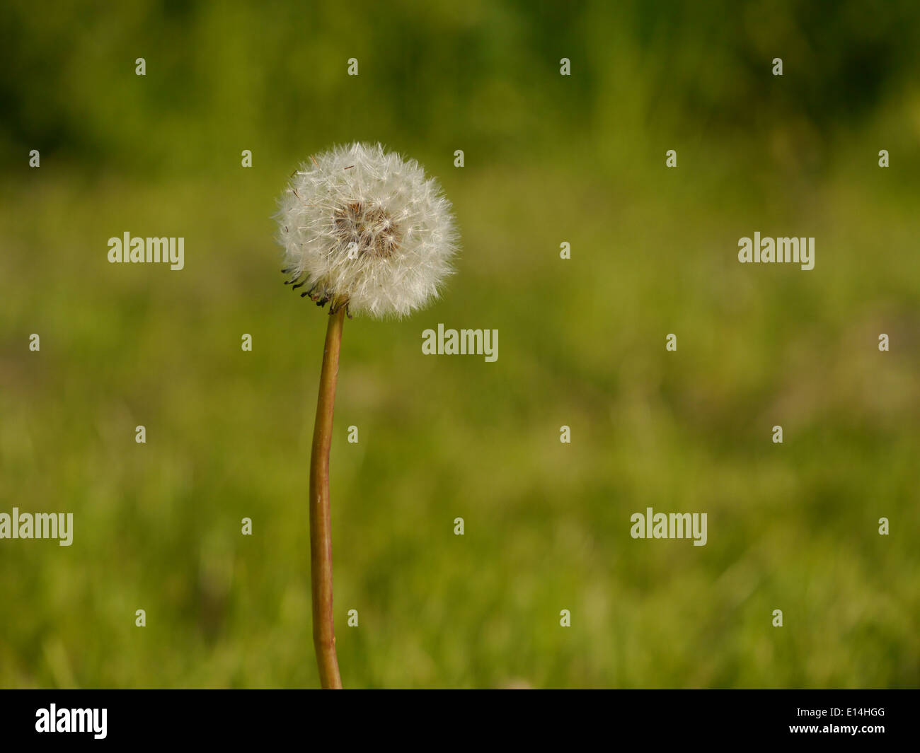 A complete dandelion clock with out of focus background Stock Photo Alamy