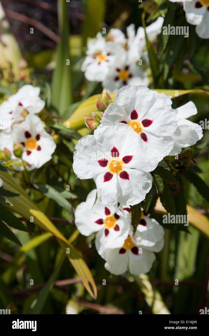 White Cistus Flowers Bush - Cistus Ladanifer - UK Stock Photo