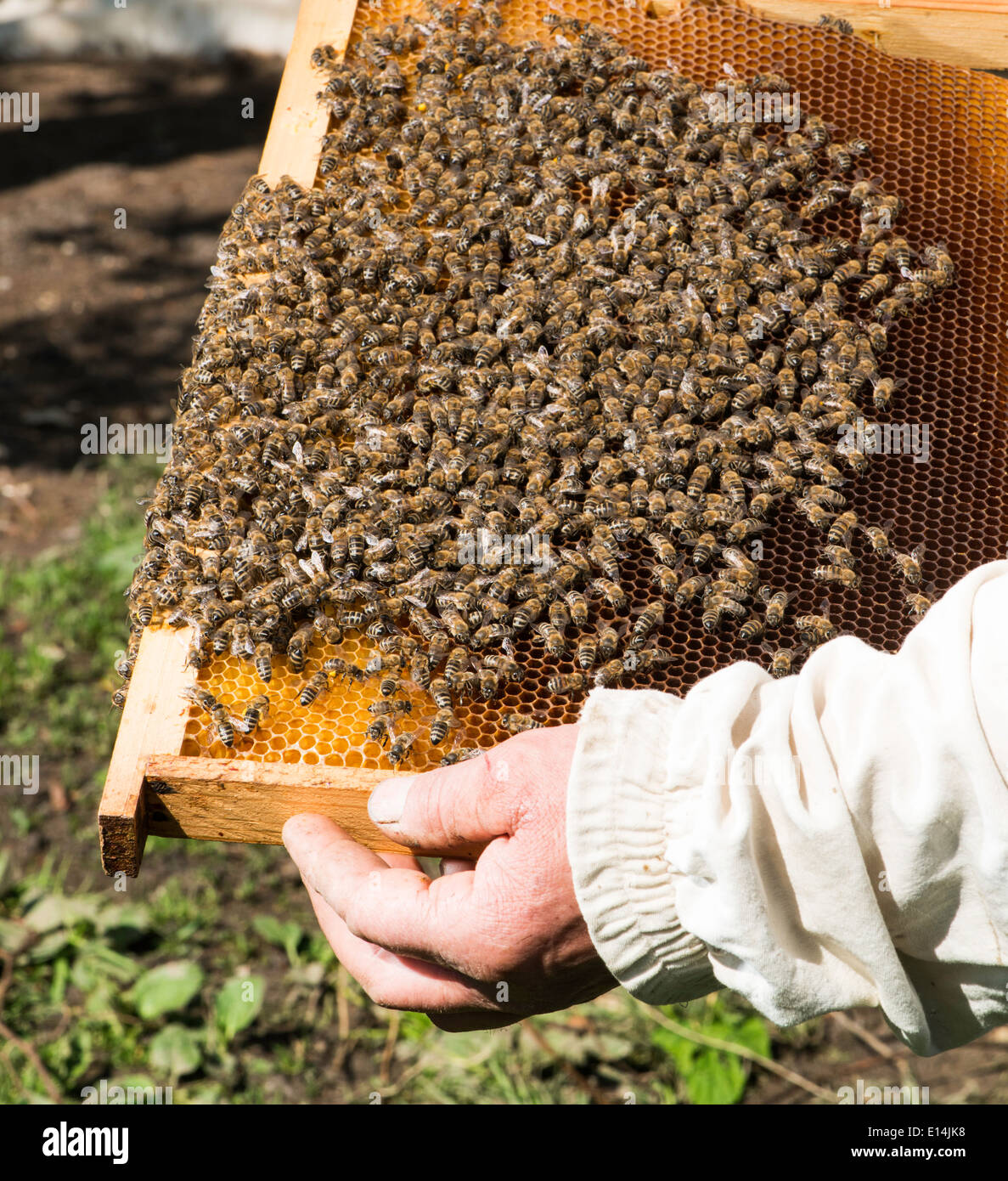 Honeycombs of wild bees hi-res stock photography and images - Alamy