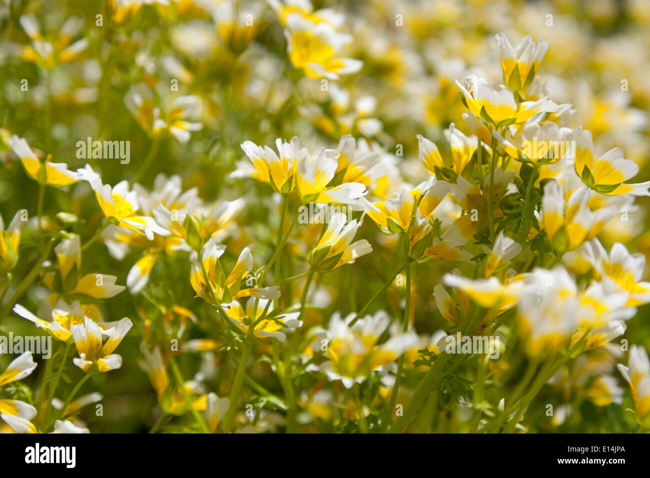 Flowering poached egg plants Stock Photo